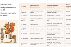Ecureuil-roux-champion-de-vitesse