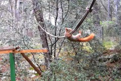 Ecureuil-roux-en-desequilibre