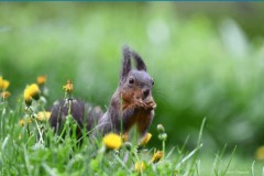 Photo-Jean-Capuis-ecureuil-roux
